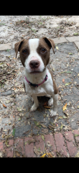 Lost Female Dog last seen Walnut Drive, Fayetteville, NC 28304
