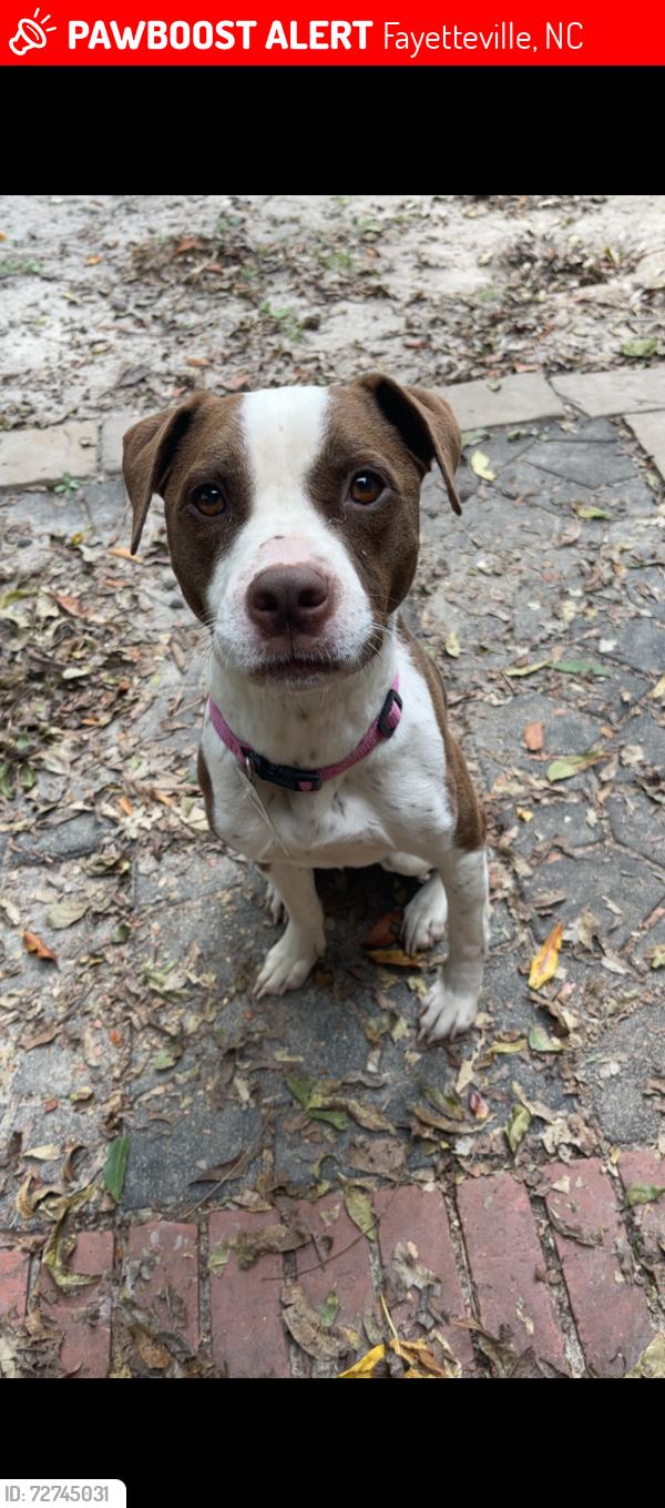 Lost Female Dog last seen Walnut Drive, Fayetteville, NC 28304