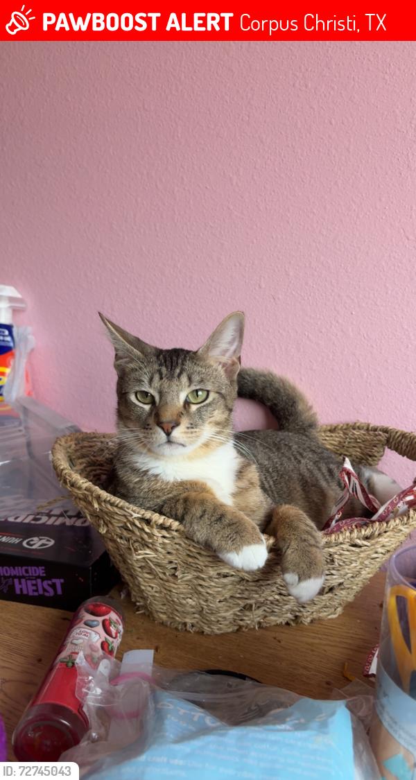 Lost Male Cat last seen Wooldridge/ mystic star, Corpus Christi, TX 78414