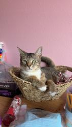Lost Male Cat last seen Wooldridge/ mystic star, Corpus Christi, TX 78414