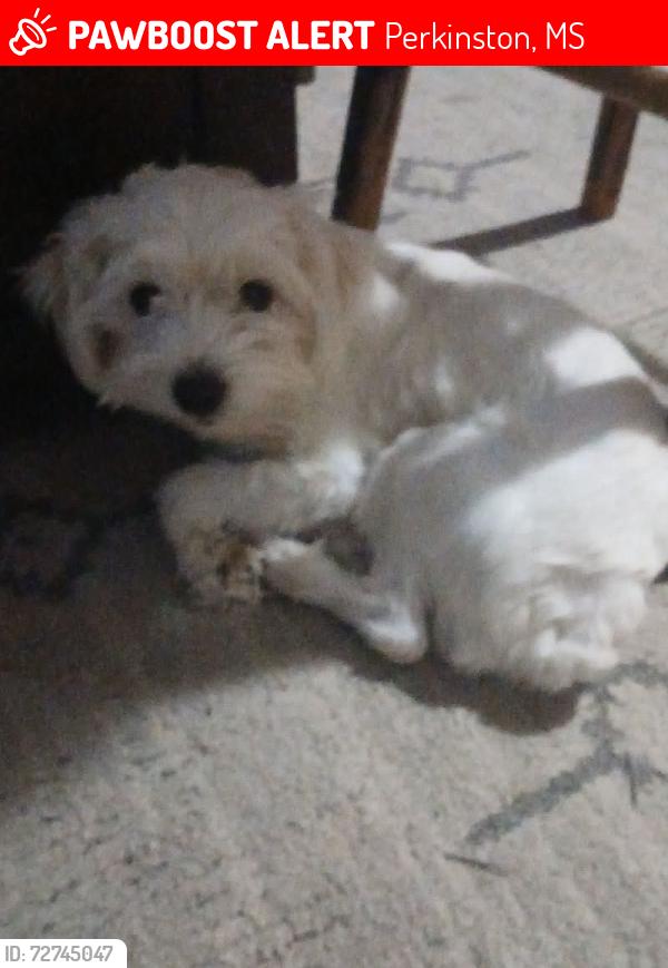 Lost Male Dog last seen Hwy 53 and 603 intersection ceaser because rd, Perkinston, MS 39573