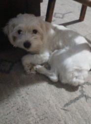 Lost Male Dog last seen Hwy 53 and 603 intersection ceaser because rd, Perkinston, MS 39573