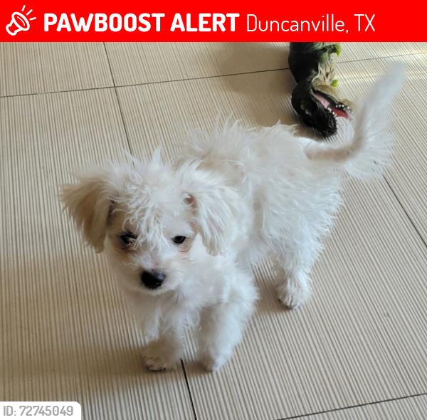 Lost Female Dog last seen Cockrell hill rd, Duncanville, TX 75116