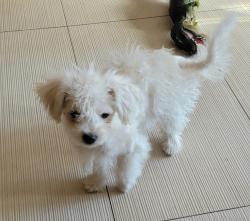 Lost Female Dog last seen Cockrell hill rd, Duncanville, TX 75116