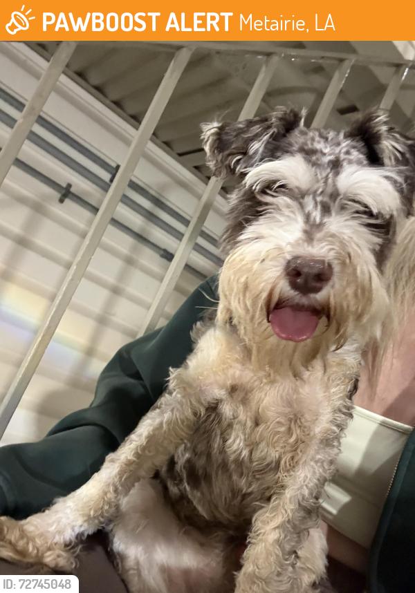 Found/Stray Male Dog last seen Chateau Napoleon apmt, Metairie, LA 70001