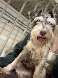 Found/Stray Male Dog last seen Chateau Napoleon apmt, Metairie, LA 70001
