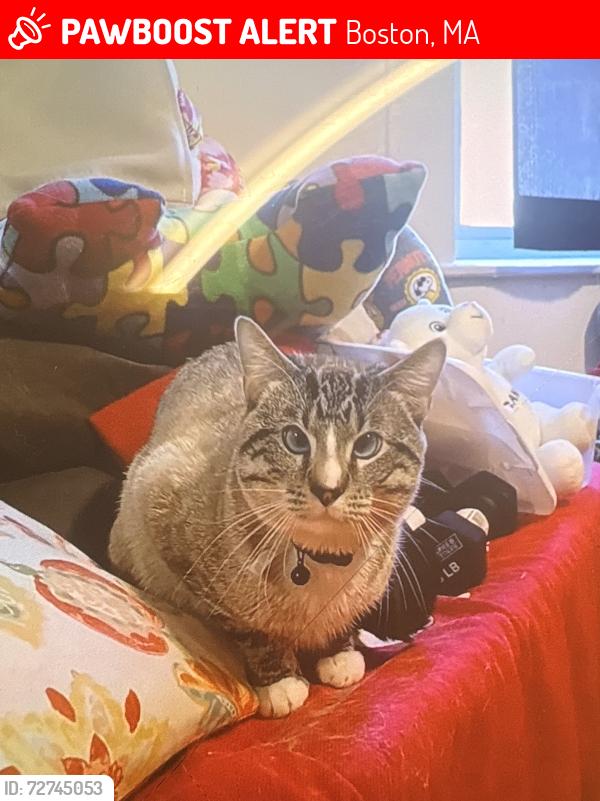 Lost Male Cat last seen Norfolk St, Boston, MA 02124