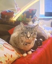 Lost Male Cat last seen Norfolk St, Boston, MA 02124