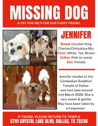 Lost Female Dog last seen Cambodian Buddhist Temple of Dallas, Dallas, TX 75236