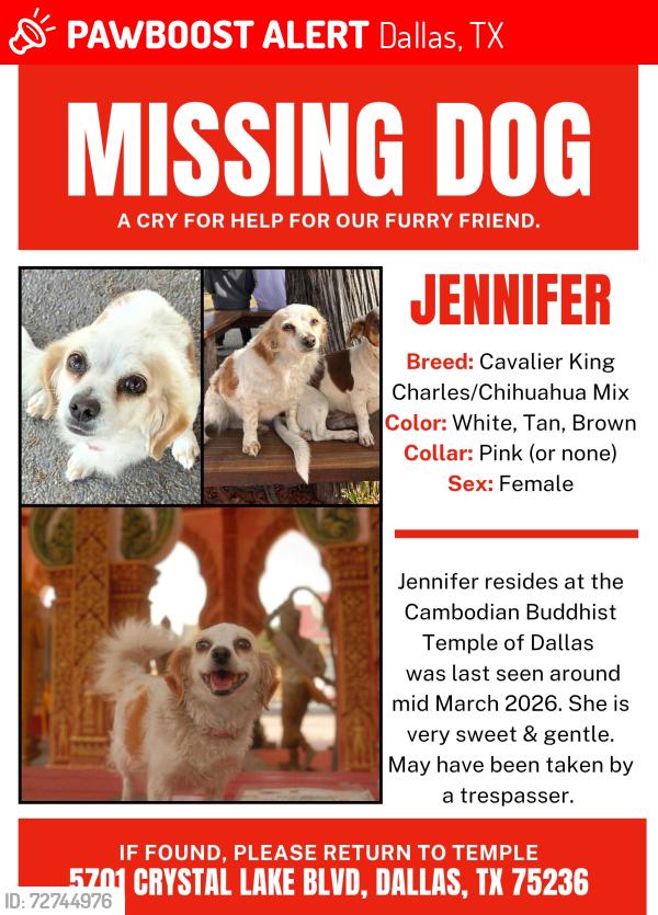Lost Female Dog last seen Cambodian Buddhist Temple of Dallas, Dallas, TX 75236