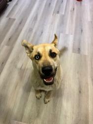 Found/Stray Female Dog last seen Mojave/Hook Blvd, Victorville, CA 92394