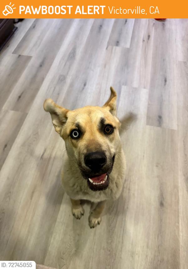 Found/Stray Female Dog last seen Mojave/Hook Blvd, Victorville, CA 92394