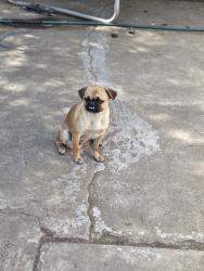 Found/Stray Female Dog last seen Alta vista, Bakersfield, CA 93305