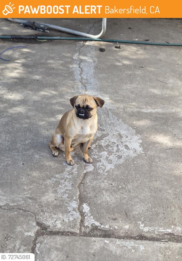 Found/Stray Female Dog last seen Alta vista, Bakersfield, CA 93305