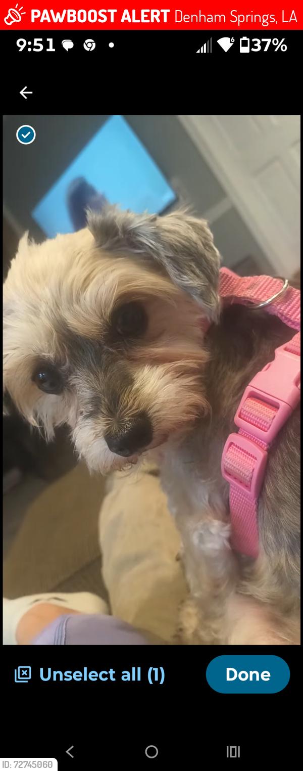 Lost Female Dog last seen Eden Church road by the water park, Denham Springs, LA 70726