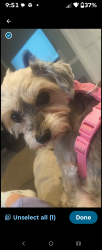 Lost Female Dog last seen Eden Church road by the water park, Denham Springs, LA 70726