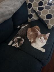 Lost Male Cat last seen on duplex !, Spring Hill, TN 37174