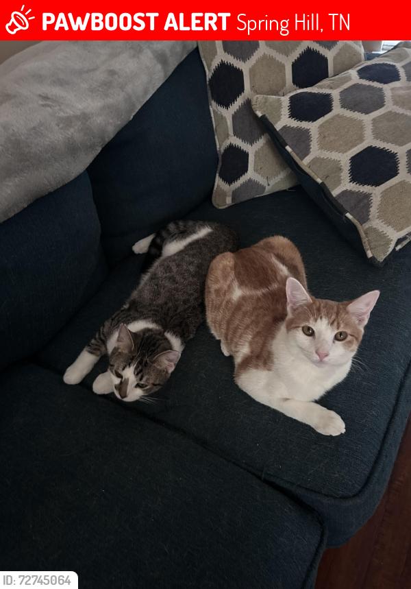 Lost Male Cat last seen on duplex !, Spring Hill, TN 37174
