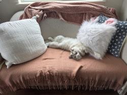 Lost Male Cat last seen Mann Park, Folsom, CA 95630