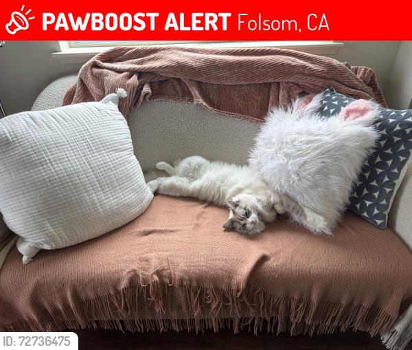 Lost Male Cat last seen Mann Park, Folsom, CA 95630