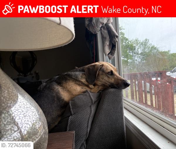 Lost Female Dog last seen Near area mims Rd, Wake County, NC 27526