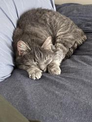 Lost Female Cat last seen Lone tree, Cleveland, TN 37312