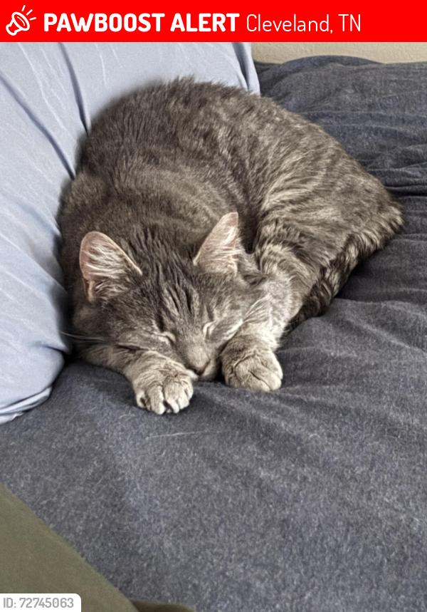 Lost Female Cat last seen Lone tree, Cleveland, TN 37312