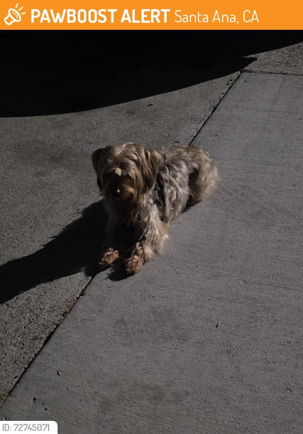 Found/Stray Male Dog last seen Maple St Santa Ana CA , Santa Ana, CA 92702