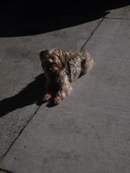 Found/Stray Male Dog last seen Maple St Santa Ana CA , Santa Ana, CA 92702