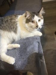 Lost Male Cat last seen Ran out , Los Angeles, CA 91343