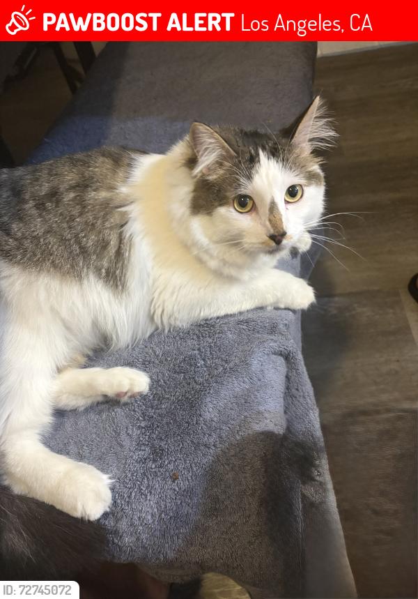 Lost Male Cat last seen Ran out , Los Angeles, CA 91343