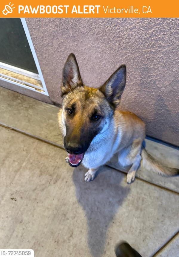 Found/Stray Female Dog last seen Bear Valley Rd/Amargosa Rd, Victorville, CA 92392