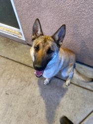 Found/Stray Female Dog last seen Bear Valley Rd/Amargosa Rd, Victorville, CA 92392