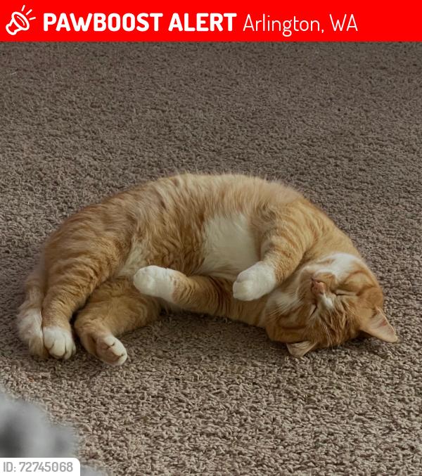 Lost Male Cat last seen Stanwood/Byrant, Rose Rd., Sky Raider development , Arlington, WA 98223