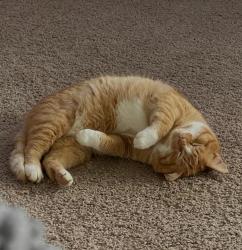 Lost Male Cat last seen Stanwood/Byrant, Rose Rd., Sky Raider development , Arlington, WA 98223