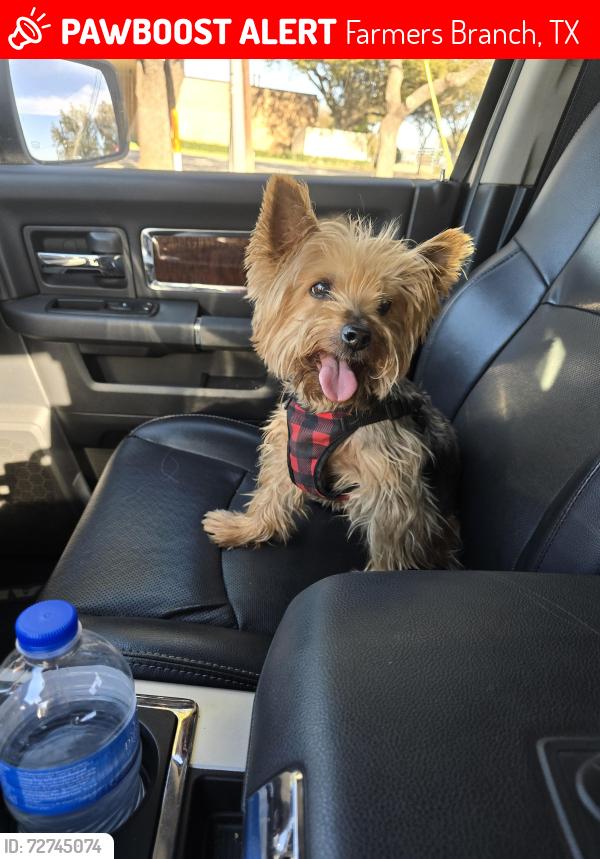 Lost Female Dog last seen Rawhide, Littlecrest, Farmers Branch, TX 75234