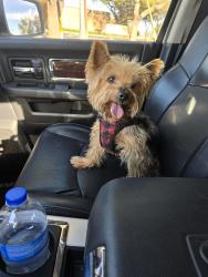 Lost Female Dog last seen Rawhide, Littlecrest, Farmers Branch, TX 75234