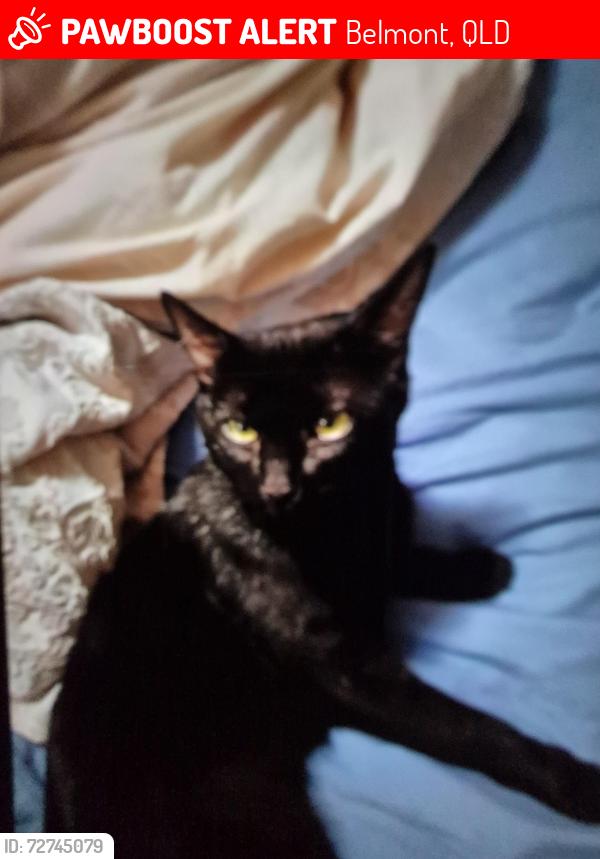 Lost Male Cat last seen Belmont road, Belmont, QLD 4153