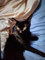 Lost Male Cat last seen Belmont road, Belmont, QLD 4153