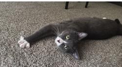 Lost Male Cat last seen Near clermont ave , Pittsburgh, PA 15227