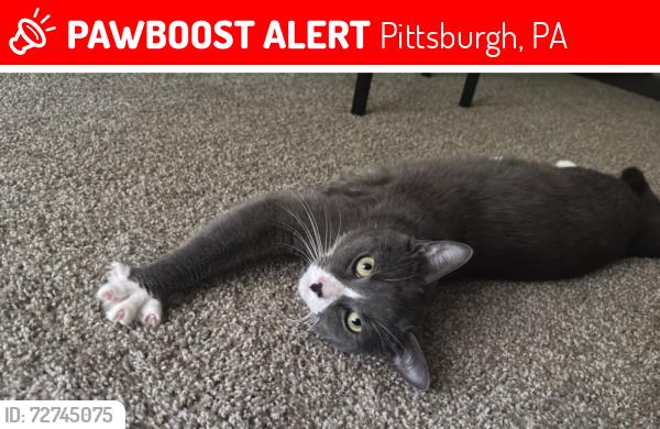 Lost Male Cat last seen Near clermont ave , Pittsburgh, PA 15227