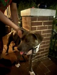 Found/Stray Male Dog last seen Ives Place Se, Washington, DC 20003
