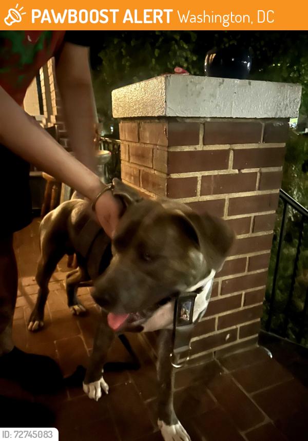 Found/Stray Male Dog last seen Ives Place Se, Washington, DC 20003