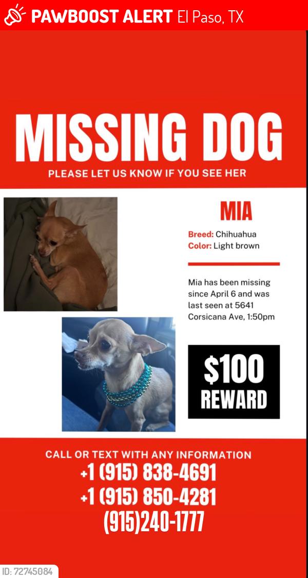 Lost Female Dog last seen Near 5641 Corsicana Ave El Paso tx, El Paso, TX 79924