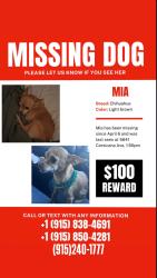 Lost Female Dog last seen Near 5641 Corsicana Ave El Paso tx, El Paso, TX 79924
