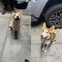 Found/Stray Female Dog last seen Corner street hse, Tucson, AZ 85757