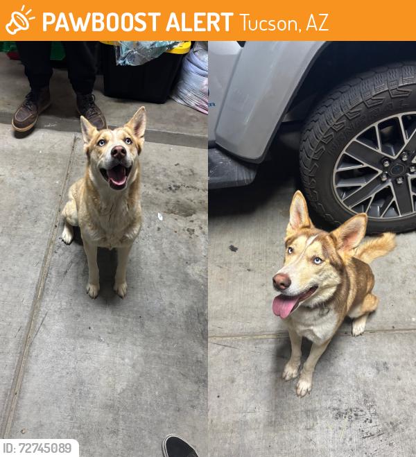 Found/Stray Female Dog last seen Corner street hse, Tucson, AZ 85757