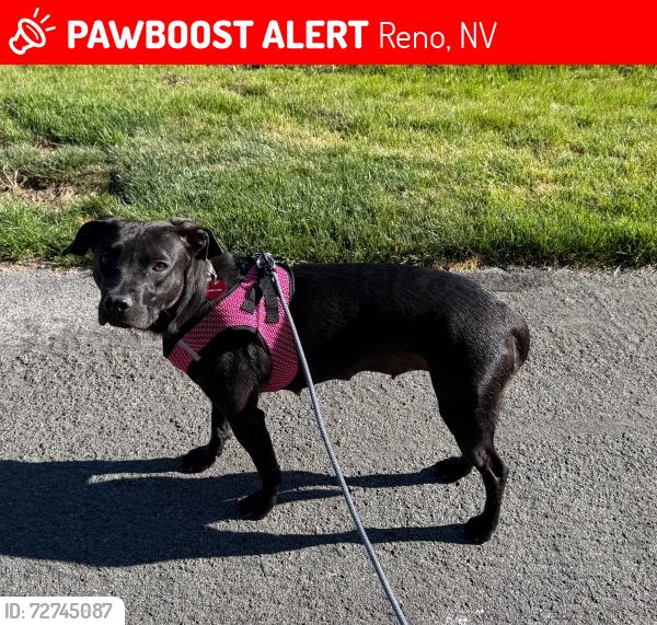 Lost Female Dog last seen Tanamera condominiums walking path near South Meadows Parkway & Double R Blvd., Reno, NV 89502