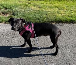 Lost Female Dog last seen Tanamera condominiums walking path near South Meadows Parkway & Double R Blvd., Reno, NV 89502