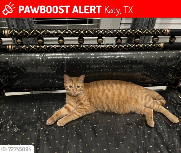 Lost Female Cat last seen Grayson woods, Katy, TX 77494